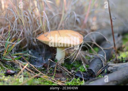 Fungo suillus bovinus crescente nella foresta (Suillus bovinus). Foto Stock