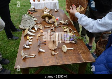 Determinazione dei funghi in occasione di una riunione dei funghi. Gli amanti dei funghi frequentano una lezione di conoscenza dei funghi. Foto Stock