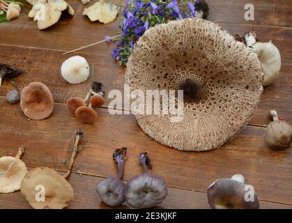 Determinazione dei funghi in occasione di una riunione dei funghi. Gli amanti dei funghi frequentano una lezione di conoscenza dei funghi. Foto Stock