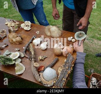 Determinazione dei funghi in occasione di una riunione dei funghi. Gli amanti dei funghi frequentano una lezione di conoscenza dei funghi. Foto Stock