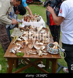 Determinazione dei funghi in occasione di una riunione dei funghi. Gli amanti dei funghi frequentano una lezione di conoscenza dei funghi. Foto Stock