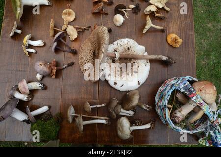 Determinazione dei funghi in occasione di una riunione dei funghi. Gli amanti dei funghi frequentano una lezione di conoscenza dei funghi. Foto Stock