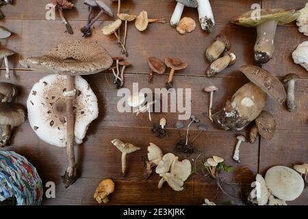 Determinazione dei funghi in occasione di una riunione dei funghi. Gli amanti dei funghi frequentano una lezione di conoscenza dei funghi. Foto Stock