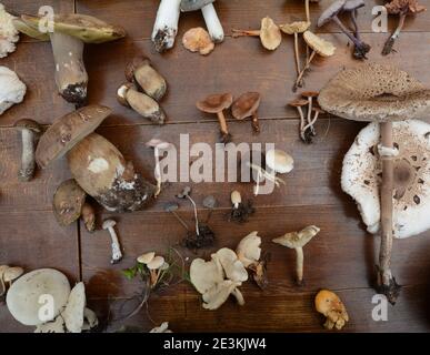 Determinazione dei funghi in occasione di una riunione dei funghi. Gli amanti dei funghi frequentano una lezione di conoscenza dei funghi. Foto Stock