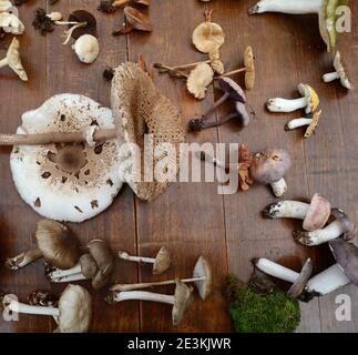 Determinazione dei funghi in occasione di una riunione dei funghi. Gli amanti dei funghi frequentano una lezione di conoscenza dei funghi. Foto Stock