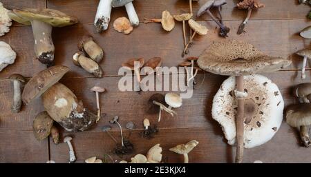 Determinazione dei funghi in occasione di una riunione dei funghi. Gli amanti dei funghi frequentano una lezione di conoscenza dei funghi. Foto Stock