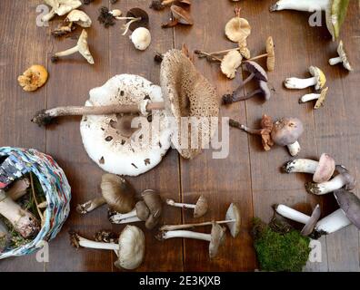 Determinazione dei funghi in occasione di una riunione dei funghi. Gli amanti dei funghi frequentano una lezione di conoscenza dei funghi. Foto Stock