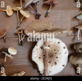 Determinazione dei funghi in occasione di una riunione dei funghi. Gli amanti dei funghi frequentano una lezione di conoscenza dei funghi. Foto Stock