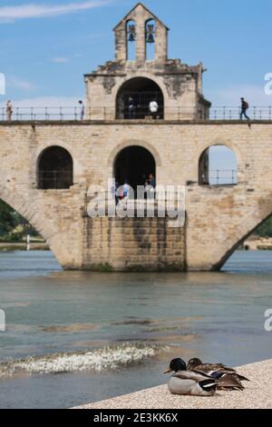 Le anatre siedono sulla riva del fiume Rodano di fronte al Pont Saint-Bénézet, Pont d'Avignon, ponte medievale con la Cappella di San Nicola ad Avignone, Francia Foto Stock