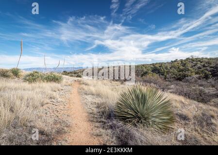 Il bellissimo deserto arizoniano Foto Stock