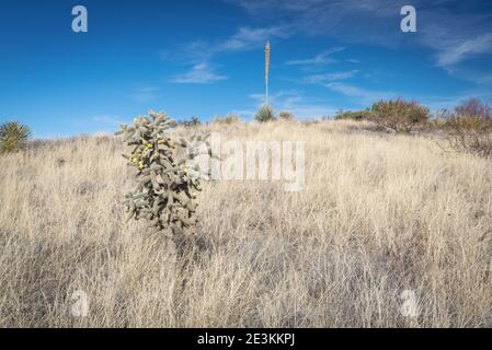 Il bellissimo deserto arizoniano Foto Stock