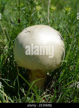 Agaricus arvensis comunemente conosciuto come il fungo del cavallo. Foto Stock