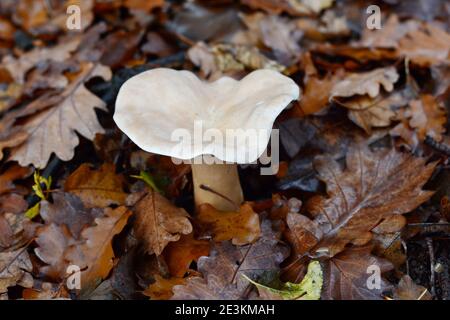 Infundibulicybe geotropa o imbuto da truppa nella foresta decidua. Vecchio fungo Foto Stock