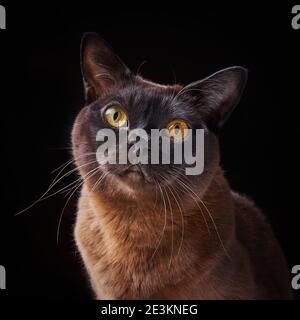 Primo piano ritratto di Brown Birmano Cat con occhi gialli su sfondo nero. Foto Stock