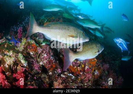 Imperatore a naso lungo e Trevally a caccia di gruppi su una barriera corallina tropicale scura ma colorata (Richelieu Rock, Thailandia). Foto Stock