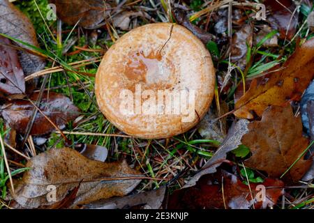 Tappo di zafferano (Lactarius deliciosus) fungo. Stagione autunnale. Caccia ai funghi. Berretto di latte di zafferano aka pinoli rossi aka Lactarius deliciosus in un gr Foto Stock
