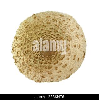 Il funghi Parasol (Macrolepiota procera) ISOLATO SU SFONDO BIANCO. Macrolepiota procera, Parasol fungo, funghi commestibili selvatici Foto Stock