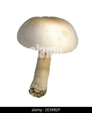 Agaricus arvensis comunemente conosciuto come il fungo del cavallo. Foto Stock