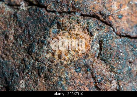 Macro foto della crosta di fusione da un meteorite condrita, pezzo di roccia formato nello spazio esterno nelle prime fasi del sistema solare come asteroidi. Foto Stock