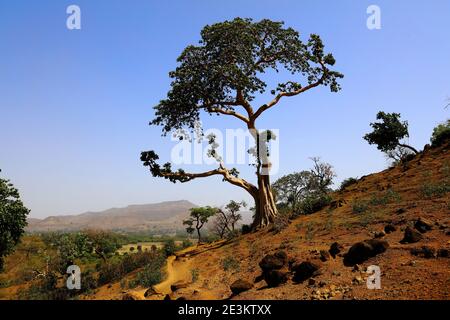 Alcuni alberi scrapiti si aggrappano ad una collina rocciosa sotto un cielo blu profondo nella regione arida che circonda Bahir Dar, Etiopia. Foto Stock