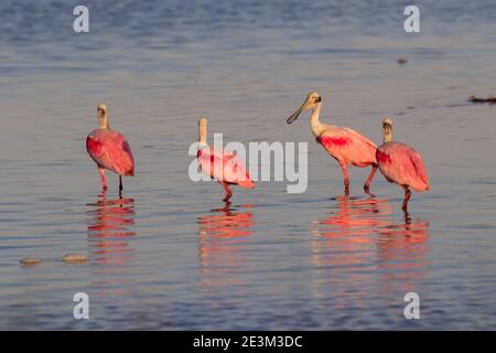 Il gruppo di spatole che si nutrono nella Baia di Galveston, Texas, USA Foto Stock