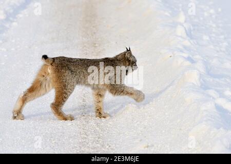 Una lince canadese selvaggia 'Felis lynx', che attraversa una strada rurale non arata in Alberta Canada. Foto Stock