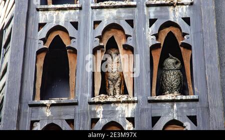 Orlando, Florida. Owlery a Diagon Alley (Harry Potter), Universal Studios a Orlando, Florida. 27 ottobre 2020. @ Veronica Bruno / Alamy Foto Stock