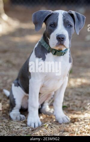 5 mesi-vecchio naso blu Pitbull Puppy maschio seduto e guardando fotocamera. Foto Stock