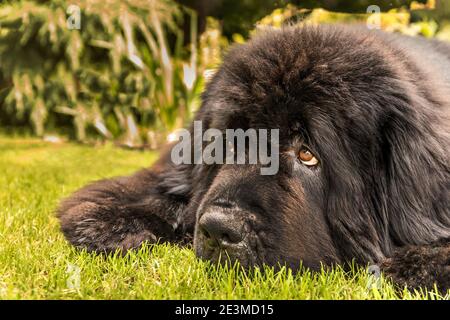 Cane di Terranova. Primo piano di una testa di cane di Terranova. Il cane sta riposando sul prato. Occhi del cane. Foto Stock