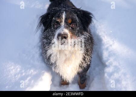 cane di montagna bernese coperto di neve sdraiato nel grande neve derive Foto Stock