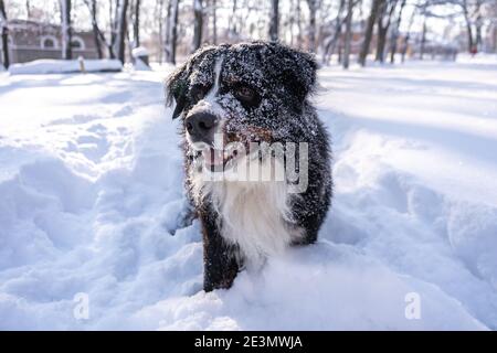 cane da montagna bernese coperto di neve che cammina attraverso le grandi nevicate. un sacco di neve sulle strade invernali Foto Stock