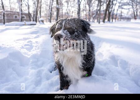 cane da montagna bernese coperto di neve che cammina attraverso le grandi nevicate. un sacco di neve sulle strade invernali Foto Stock