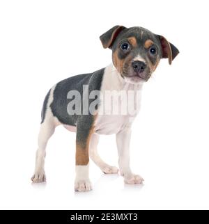 Terrier brasiliano di fronte a uno sfondo bianco Foto Stock