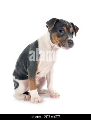 Terrier brasiliano di fronte a uno sfondo bianco Foto Stock