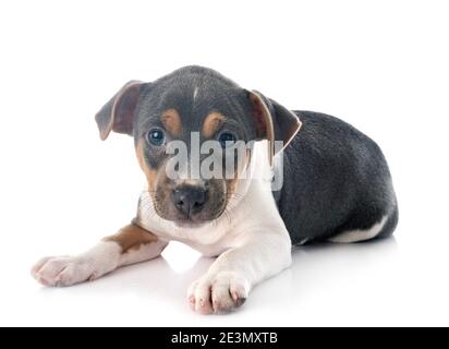 Terrier brasiliano di fronte a uno sfondo bianco Foto Stock