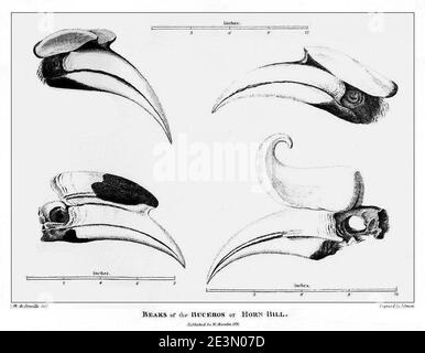 Marsden - Pl. XXI - Beaks dei Buckeros. Foto Stock