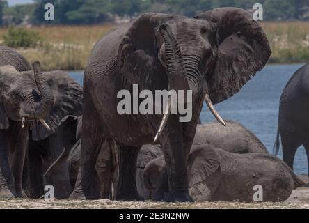 Mandria di elefanti sul fiume Chobe nel Parco Nazionale di Chobe, Botswana Foto Stock