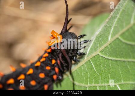 Pipevine Swallowtaim Battus filenor, caterpillar in equilibrio difensivo Foto Stock