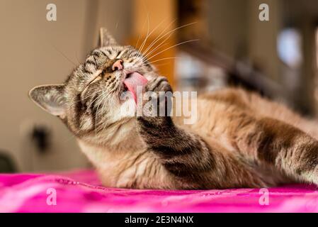 Il gatto anziano del tabby si è occupato di auto che si cura e leccando la sua parte anteriore paw Foto Stock