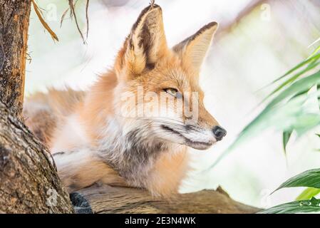 Bel ritratto di una volpe rossa selvaggia, Vulpes vulpes, su un albero Foto Stock