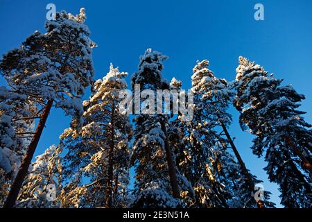 alberi innevati alla luce del sole durante la fredda giornata invernale Foto Stock