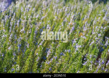 L'ape di miele che si nuote sui fiori di un cespuglio di rosmarino in giardino di erbe Foto Stock