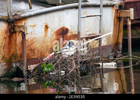 Il nido Eurasian Coot sul retro di una vecchia barca arrugginita, il canale di Amsterdam Foto Stock