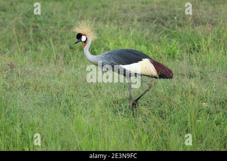 Una gru grigia coronata, l'uccello nazionale dell'Uganda, cammina attraverso l'erba del Masai Mara in Kenya Foto Stock