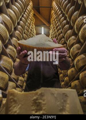 Il Parmigiano Reggiano è disposto in file e lasciato riposare su tavole di legno nel magazzino dell'azienda agricola Hombre. In questo modo l'esterno della ruota del formaggio . Foto Stock