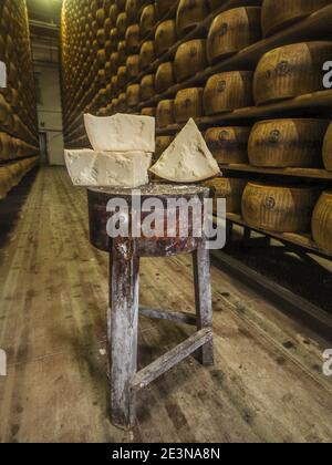 Il Parmigiano Reggiano è disposto in file e lasciato riposare su tavole di legno nel magazzino dell'azienda agricola Hombre. In questo modo l'esterno della ruota del formaggio . Foto Stock