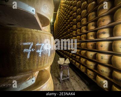 Il Parmigiano Reggiano è disposto in file e lasciato riposare su tavole di legno nel magazzino dell'azienda agricola Hombre. In questo modo l'esterno della ruota del formaggio . Foto Stock