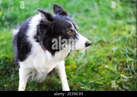 Cane bianco e nero con capelli grigi. Ritratto di collie di confine di 12 anni. Foto Stock