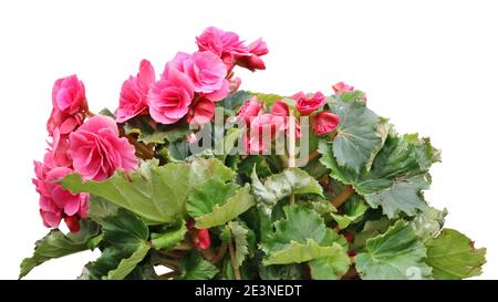 Cespuglio di fiori coltivati rosa begonia strada isolato su bianco Foto Stock