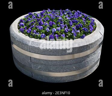 Le Pansies blu primaverile fioriscono in un vaso di cemento di strada. Isolato su nero Foto Stock